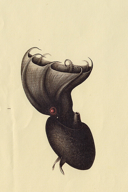 Molluscs. Courtesy of Museum für Naturkunde