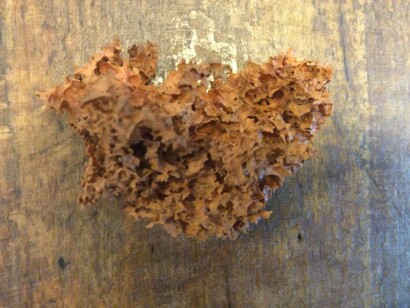 Una spugna. Nonostante l'assenza di spicole biomineralizzate che fanno pensare a una spugna primitiva, il fossile di Helicolocellus cantori ha una struttura fisica conica relativamente complessa che ha sorpreso i ricercatori