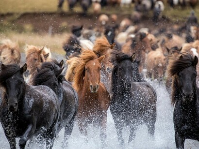 Icelandic Horses - Known for their Agility