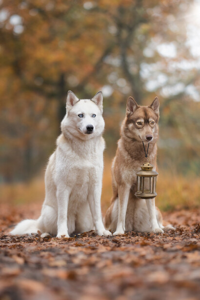 La transformación del lobo salvaje en un perro doméstico simboliza el intercambio entre seguridad y autonomía que atraviesa la relación del ser humano con la tecnología