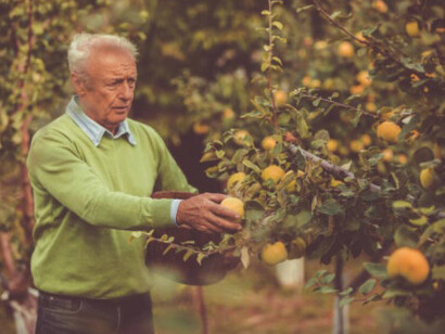 Il melo cotogno è uno dei più antichi alberi da frutto conosciuti