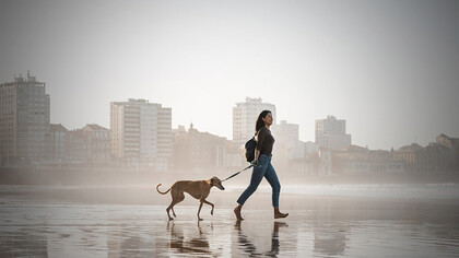 A woman enjoying quality time with her Greyhound dog, playing and having fun by the beach