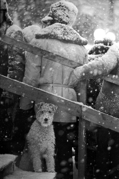 Vladimir Bogdanov. Not my dog's business. 1965