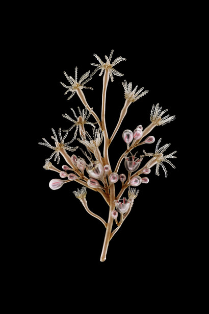 Leopold & Rudol Blaschka, Bougainvillia fruiticosa. Guido Moca co © 2014 With the courtesy of the University Museum of Utrecht, The Netherlands