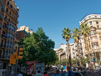 La encina del Paseo de Gràcia representa una Barcelona antigua que ya no volverá. Es un testigo mudo de la ciudad cambiante. Passeig de Gràcia, Barcelona, España