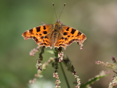 Comma on Nettles,Titchfield Haven © Gehan de Silva Wijeyeratne