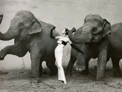 Dovima, Le Cirque d'Hiver, Richard Avedon, 1955