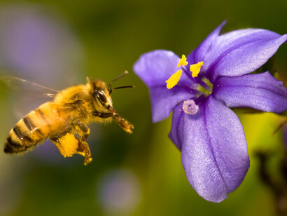 Abeja polinizando una flor