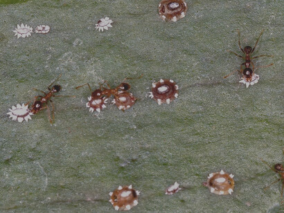 These tiny cochineal scale insects, seen here on a leaf, are the source of carmine, the red pigment used in everything from food to cosmetics