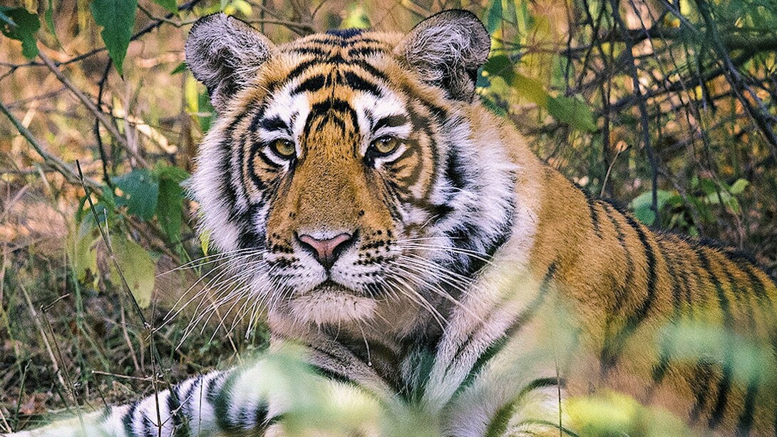 The Tiger Conservation