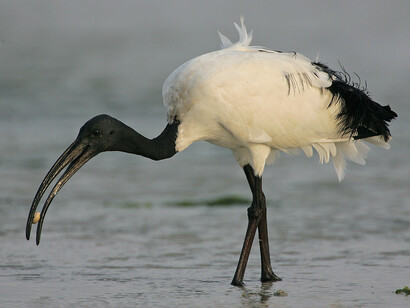 Uno splendido esemplare di Ibis 