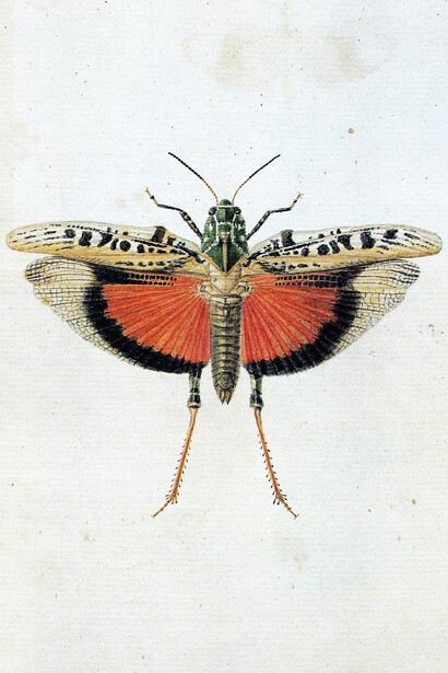 Saltamontes, posiblemente «Pardalophora phoenicoptera»