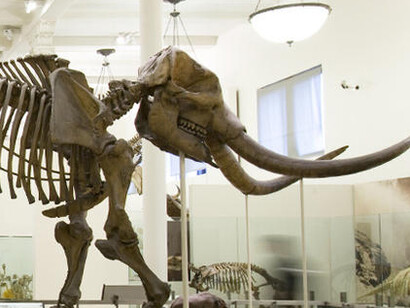 Milstein Hall of Advanced Mammals. Courtesy of American Museum of Natural History
