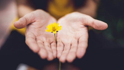 Una manos de mujer sostienen una pequeña y frágil flor amarilla en señal de agradecimiento