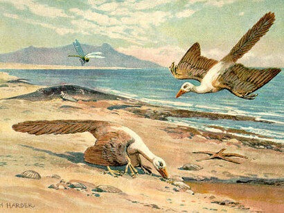Archaeopteryx, dipinto di Heinrich Harder, rappresentazione del 1916