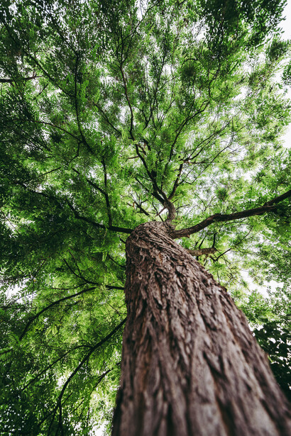 Trees tell us how to grow and face the music