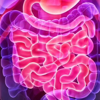 Darüber hinaus gibt es ein gesundes menschliches Darmbakterium namens "Akkermansia muciniphila", das zur Vorbeugung von Fettleibigkeit und mehreren menschlichen Krankheiten, einschließlich Diabetes, beiträgt