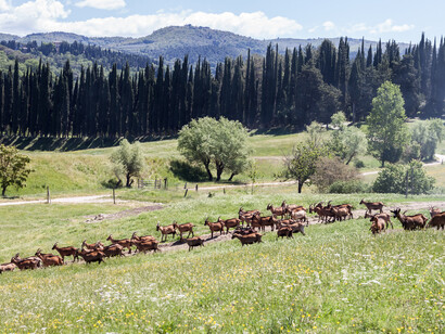 Goats flock. Ph Giulia Scarpaleggia