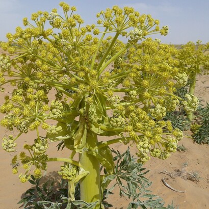 Ferula assa-foetida, detta anche finocchio fetido, concime del diavolo o sterco del diavolo, è una pianta della famiglia Apiaceae, originaria della Persia 