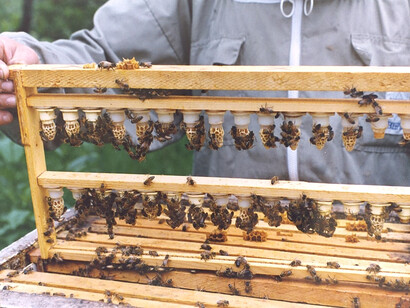 Abejas tratadas y cuidadas en Alpimedicina