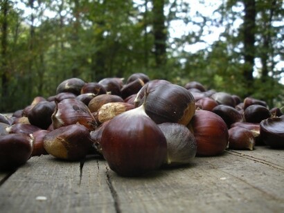 Castanea sativa, frutti