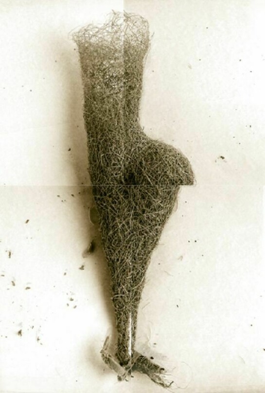 Laurie Rubin, Long Weaver Bird Nest From India, 4-panel photograph, 26 x 38 inches