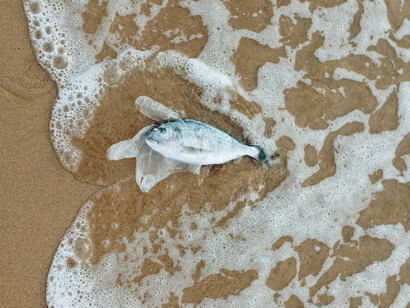 Peixe é trazido pela onda do mar até a areia da praia
