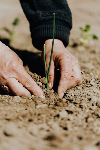 Lavoro dei campi. Mi piace immaginare che i pochi risparmi rimasti dalle spese che aumentano sempre più finiranno nei pacchi mandati a parenti e amici sulle corriere che partono ogni settimana per la Romania
