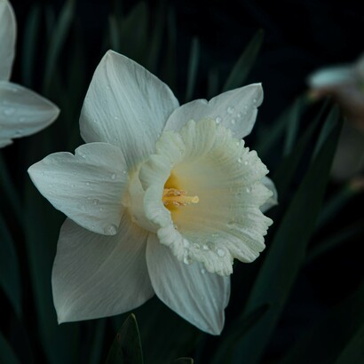 Nelle relazioni, il narcisismo spesso si manifesta come ricerca costante di conferme e difficoltà a riconoscere i bisogni altrui
