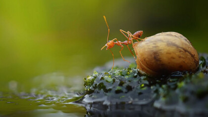 Vita e morte di una formica 