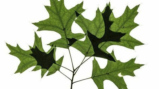 Untitled Grouping, 2013, archival pigment print, 24"H x 32"W (print size), 29" x 37" (framed), artist proof, signed on reverse