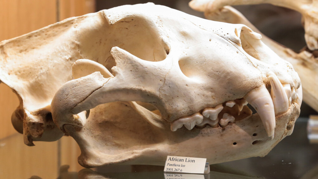 Natural Mysteries. Courtesy of Museum of Science
