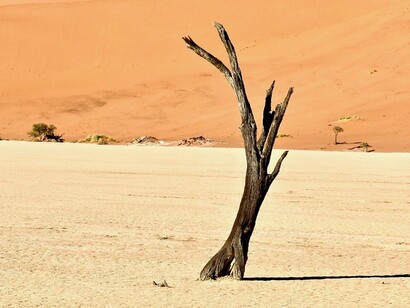 El desierto crece