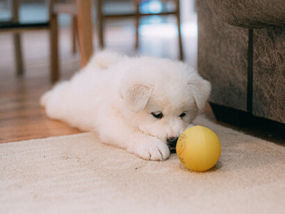 A small white puppy stares at his ball on the floor in his home with a family