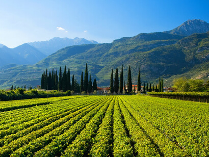 Trentino-Alto Adige, southern vineyard near Garda lake