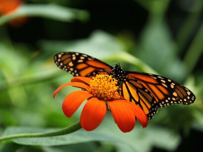 Abbiamo creduto di esser delle farfalle che possono volare in ogni dove