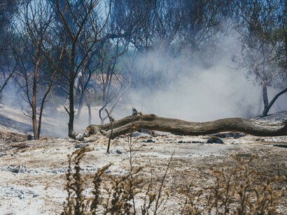 A dramatic view of a forest scarred by a destructive wildfire, with charred trees standing as reminders of the devastation