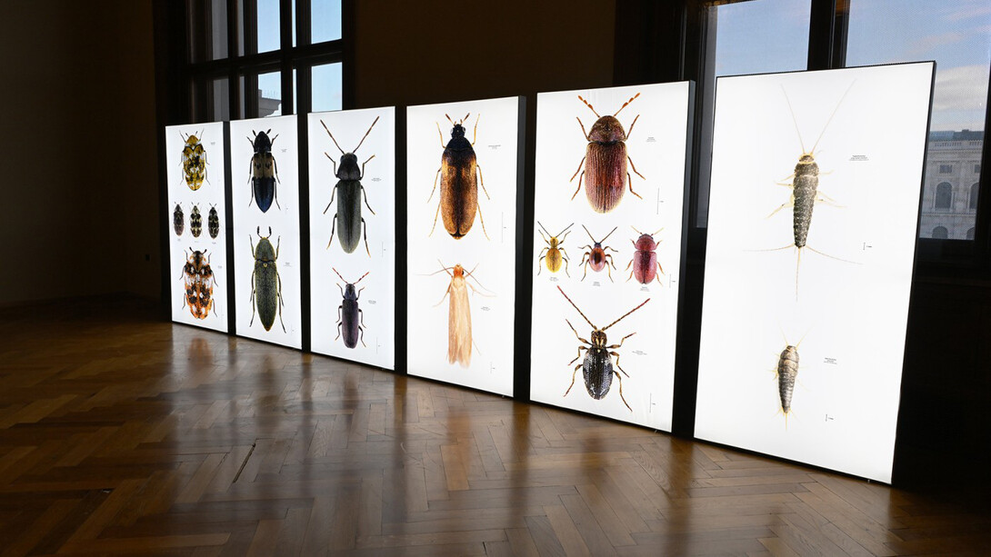 Hier nagt nicht nur der zahn der zeit, ausstellungsansicht. Mit freundlicher genehmigung des Naturhistorischen Museums Wien