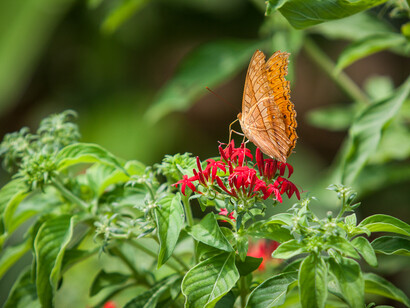 Siquijor Butterfly Sanctuary