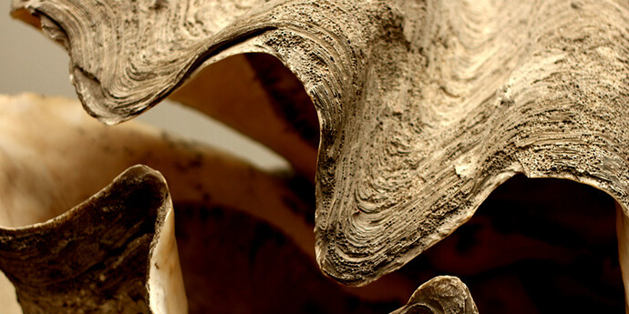 The giant clam. Courtesy of Grigore Antipa National Museum of Natural History