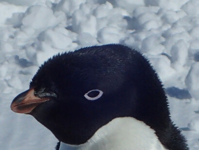 Pinguino di Adelia