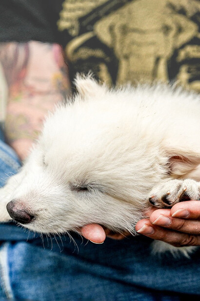El regreso del Aenocyon dirus plantea interrogantes sobre su viabilidad, su comportamiento y el impacto que tendría en los ecosistemas actuales. Fotografía de Colossal