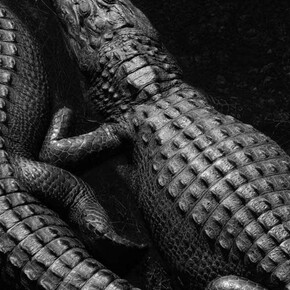 Living 24/7. Courtesy of NRW-Forum