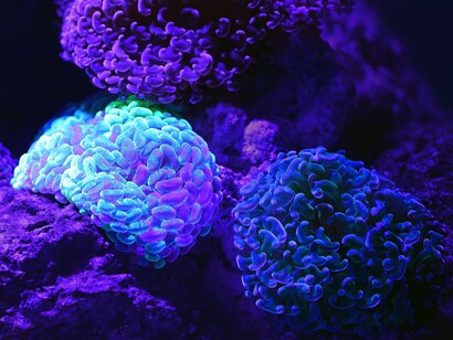 Coral reefs are one of the most striking maritime populations