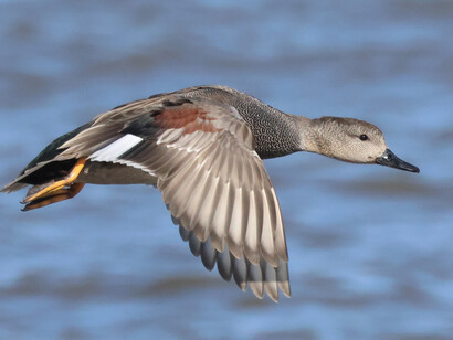 A male Gadwall in flight (c) Gehan de Silva Wijeyeratne