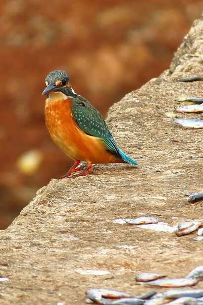 Common Kingfisher © Soumyadeep Chatterjee