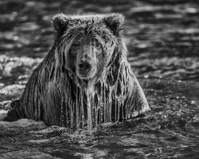 Whiteout: Visions from an Eternal Winter. Courtesy of Paul Nicklen Gallery