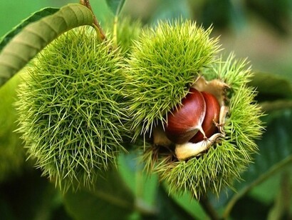 Castanea sativa, frutti