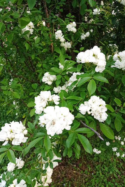 Rosa banksiae Foto di Cristina Motta