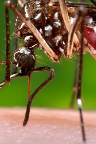 Hembra del mosquito Ae. aegypti, fotografía del Centro para Control y Prevención de Enfermedades de los Estados Unidos